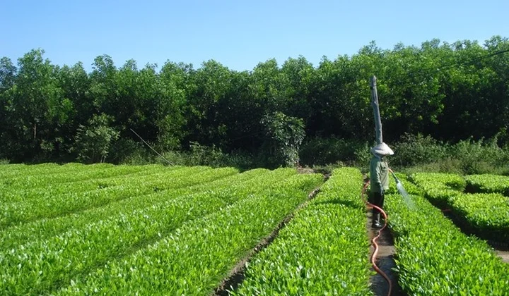 Hướng đến xây dựng ngành lâm nghiệp trở thành một ngành kinh tế, kỹ thuật