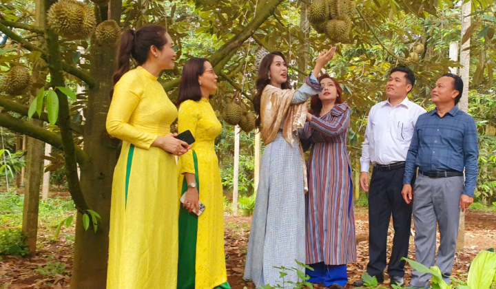 Sầu riêng Krông Pắc - Phát triển và Hội nhập