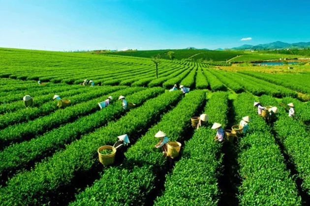 Thúc đẩy sắp xếp, đổi mới, nâng cao hiệu quả hoạt động công ty nông, lâm nghiệp