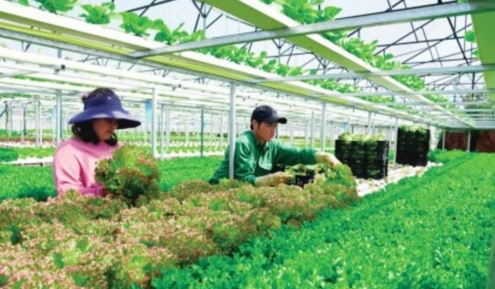 Lâm Đồng cơ cấu lại, phát triển nông nghiệp theo hướng xanh, hữu cơ, hình thành chuỗi giá trị