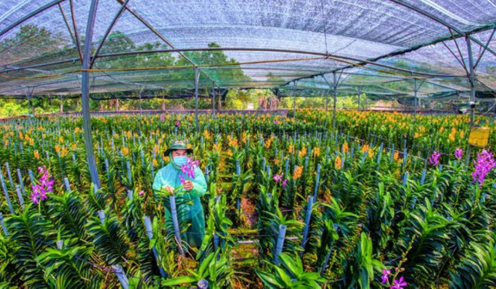 Phát triển nông nghiệp ứng dụng công nghệ cao gắn với tái cơ cấu ngành nông nghiệp ở thành phố Đà Nẵng