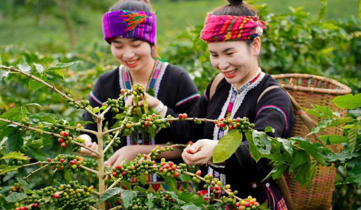 Lên Khe Sanh thưởng thức Cafe OCOP 4 sao nức tiếng