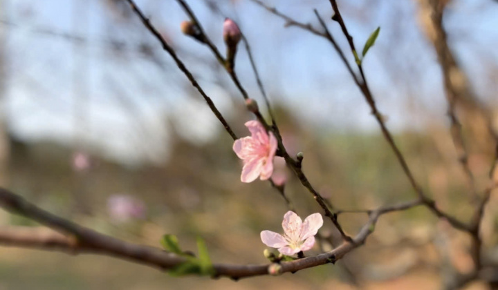 Phát triển Đào phai ở Kim Thành: Lưu giữ nét đẹp trong văn hóa Tết cổ truyền dân tộc