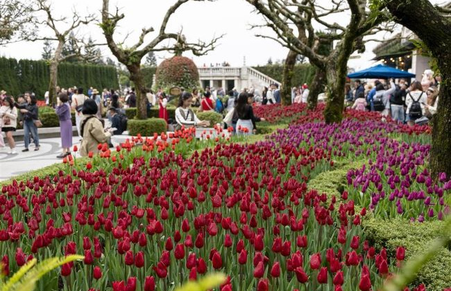 Du khách thích thú check in với hàng nghìn bông tulip trên đỉnh Bà Nà dịp Tết