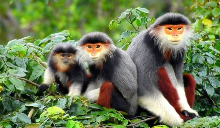 Bảo tồn hiệu quả các loài động vật hoang dã nguy cấp, quý, hiếm được ưu tiên bảo vệ