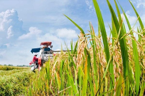 Gỡ nút thắt xử lý rác thải độc hại trong sản xuất nông nghiệp: Hướng tới phát triển bền vững