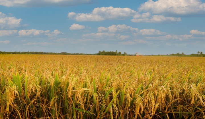 Vĩnh Long đẩy mạnh chuyên canh lúa chất lượng cao, phát thải thấp đến 2030