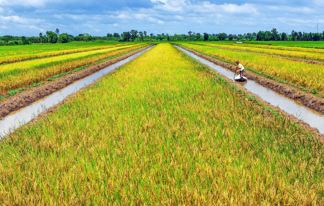 Phát triển nông nghiệp bền vững trong bối cảnh biến đổi khí hậu: Thách thức và Giải pháp thích ứng