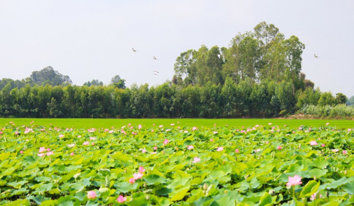 Đồng Tháp: Hướng đi chiến lược thúc đẩy nông nghiệp sinh thái thích ứng với biến đổi khí hậu
