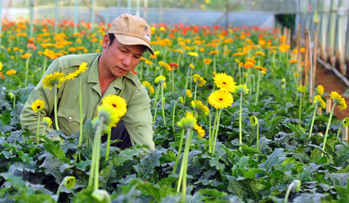 Hà Nội đẩy mạnh mô hình hoa công nghệ cao: Hướng đi chiến lược cho nông nghiệp xanh vùng đô thị