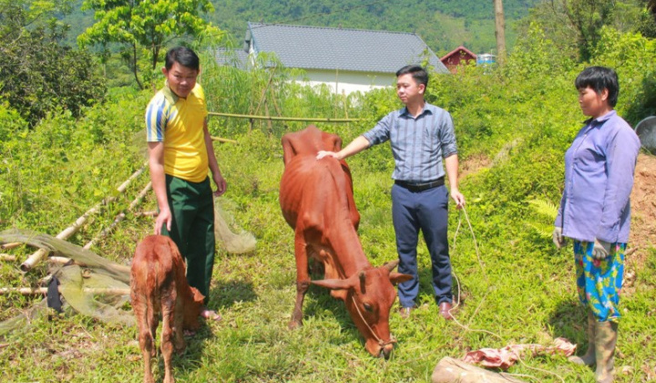 Giảm nghèo hiệu quả từ mô hình hỗ trợ chăn nuôi bò sinh sản ở Thái Nguyên