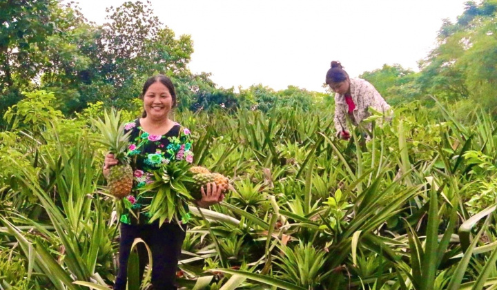 Tỉnh Phú Thọ tích cực thực hiện chính sách hỗ trợ vùng khó khăn, đồng bào dân tộc thiểu số vì mục tiêu phát triển chung