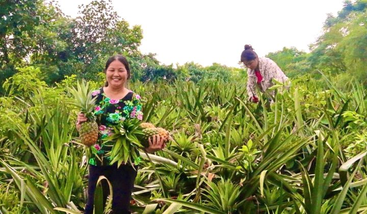 Tỉnh Phú Thọ tích cực thực hiện chính sách hỗ trợ vùng khó khăn, đồng bào dân tộc thiểu số vì mục tiêu phát triển chung