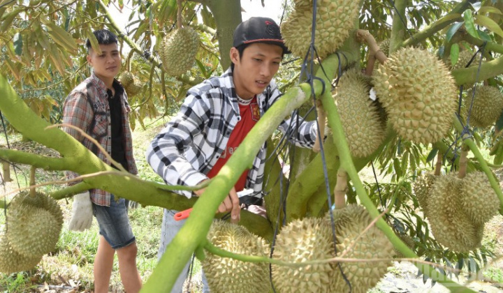 Đồng Tháp chuẩn hóa vùng sầu riêng – Bước đi chiến lược chinh phục thị trường xuất khẩu