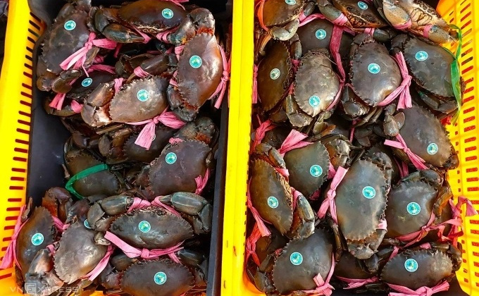 Cà Mau xây dựng vùng nuôi cua biển 50.000 ha, mở rộng dư địa xuất khẩu bền vững