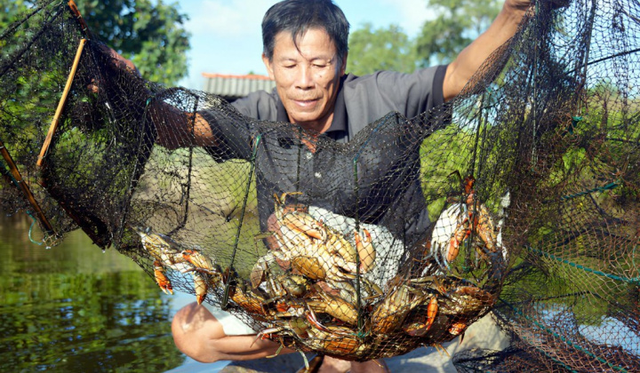 Cà Mau nâng tầm nghề nuôi cua, hướng tới phát triển bền vững