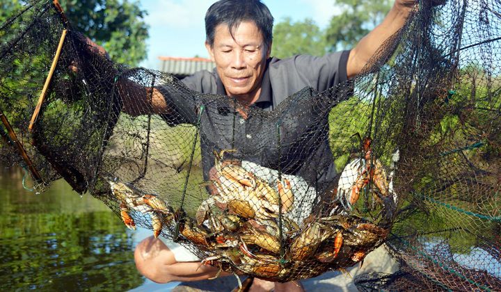 Cà Mau nâng tầm nghề nuôi cua, hướng tới phát triển bền vững