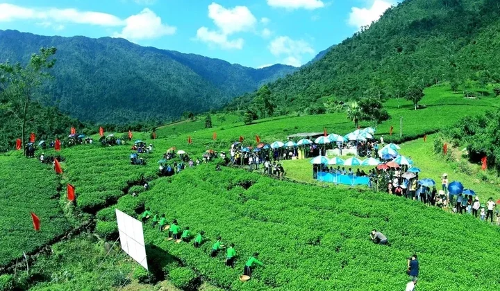 Trà Thái Nguyên – Hương sắc danh trà 2025: Tôn vinh di sản, lan tỏa giá trị văn hóa và phát triển bền vững