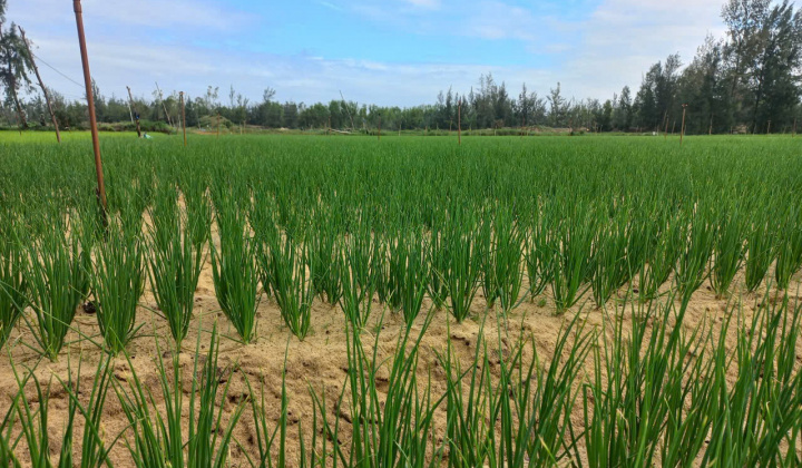 Nông nghiệp An Lương vượt khó năm 2025, hướng tới phát triển bền vững năm 2026