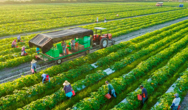 Phát triển nông nghiệp, nông thôn Việt Nam và triển vọng đến 2050