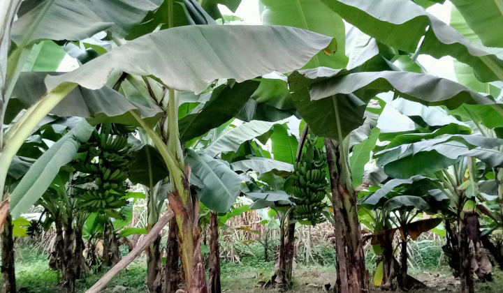 Màu xanh hồi sinh từ đất nghèo Xuân Hòa