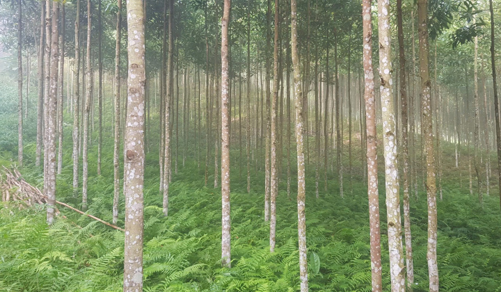 Sinh kế xanh cho vùng khó khăn: Liên kết phát triển ngành hàng quế hữu cơ tại Xuân Hòa