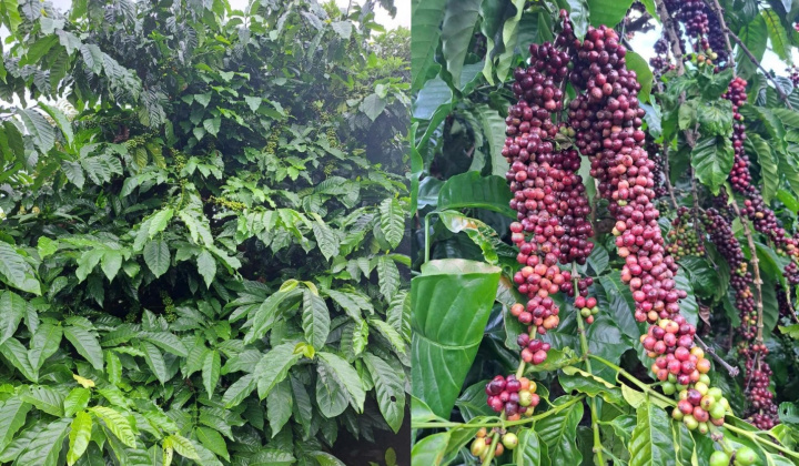 Phòng Kinh tế xã Chư Prông (Gia Lai): Nỗ lực bứt phá, phát triển kinh tế - xã hội bền vững