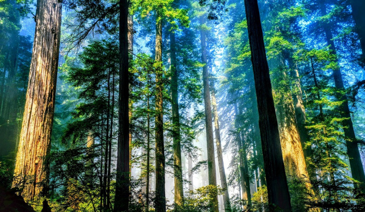 Bộ Nông nghiệp và Môi trường công bố dữ liệu và bản đồ hiện trạng rừng