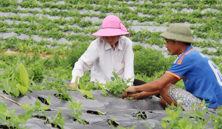 Kích hoạt dòng vốn đầu tư, Đà Nẵng tạo đà phát triển công nghiệp dược liệu