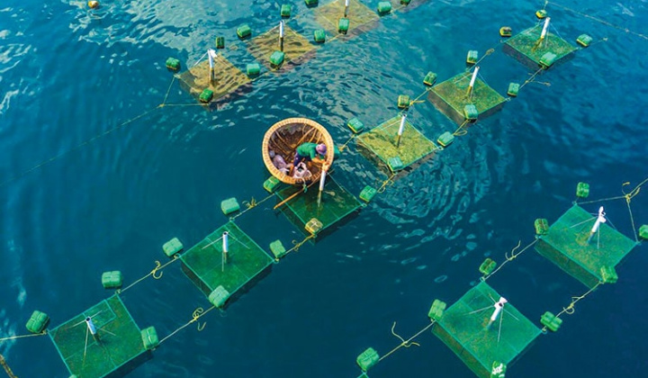 Không hoàn thành kế hoạch chuyển đổi nghề cho ngư dân, người đứng đầu địa phương phải chịu trách nhiệm