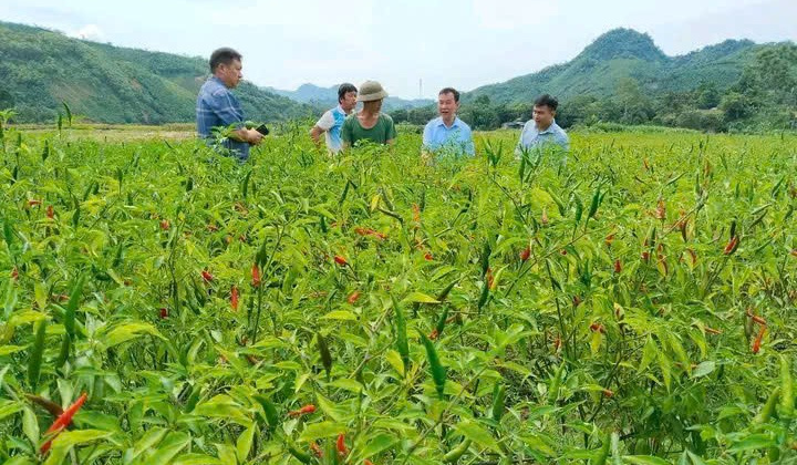 Hiệu quả trong công tác xoá đói giảm nghèo vùng đồng bào dân tộc thiểu số tại xã Xuân Hoà, tỉnh Lào Cai