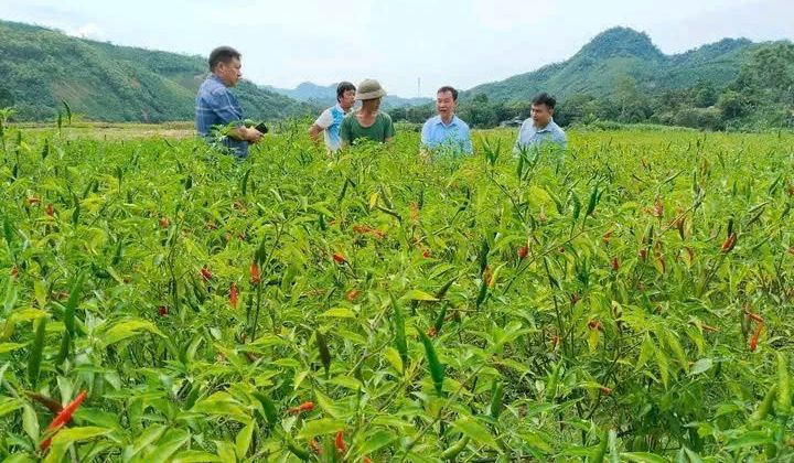 Hiệu quả trong công tác xoá đói giảm nghèo vùng đồng bào dân tộc thiểu số tại xã Xuân Hoà, tỉnh Lào Cai