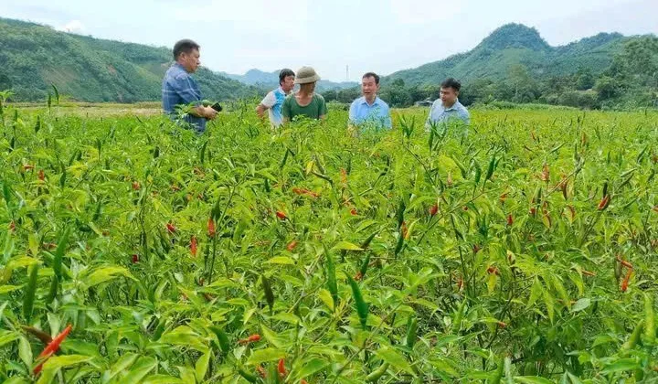 Hiệu quả trong công tác xoá đói giảm nghèo vùng đồng bào dân tộc thiểu số tại xã Xuân Hoà, tỉnh Lào Cai
