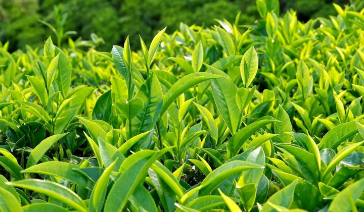 Nâng tầm thương hiệu trà Thái Nguyên thúc đẩy kinh tế và ngoại giao quốc tế