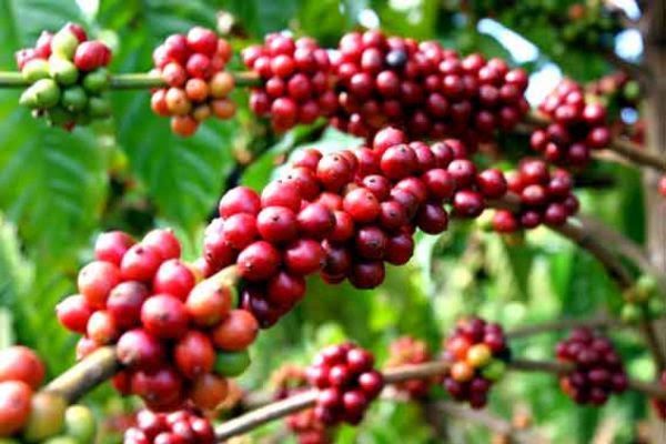 Buôn Ma Thuột – “Điểm đến của cà phê thế giới”