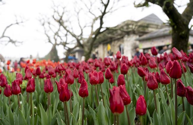 Hàng ngàn bông tulip ngợp ngời trên đỉnh Bà Nà