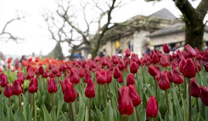 Hàng ngàn bông tulip ngợp ngời trên đỉnh Bà Nà