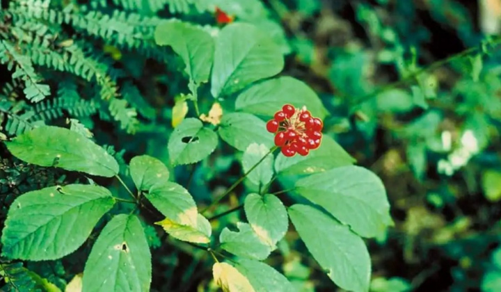 Đưa Quảng Nam trở thành trung tâm của ngành công nghiệp dược liệu của cả nước