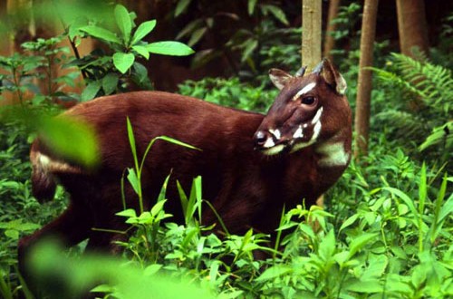 Minh bạch trong xử lý vật chứng các vụ án hình sự liên quan đến động vật hoang dã