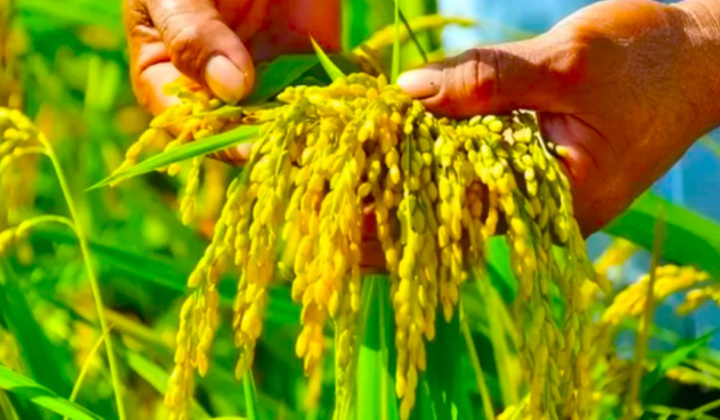 Đảm bảo cân đối cung cầu lúa gạo trước diễn biến thị trường thế giới và trong nước