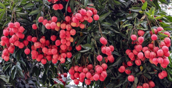 Kết nối – Chìa khóa thành công của phong trào kinh tế tập thể ở Hưng Yên