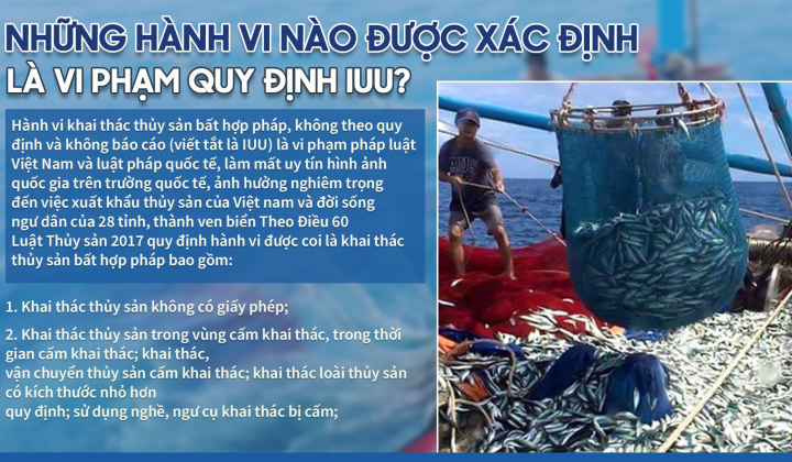 Những hành vi nào được xác định là vi phạm quy định IUU?