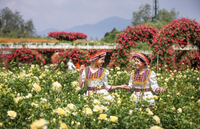 Độc đáo đồi hoa anh đào giữa núi rừng Tây Bắc