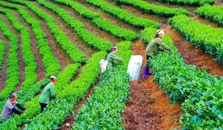 Tháo gỡ khó khăn, vướng mắc, đẩy mạnh giải ngân vốn thực hiện các chương trình mục tiêu quốc gia