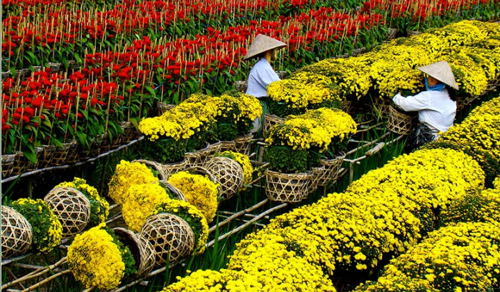 Đồng Tháp: Hướng đến Festival hoa Sa Đéc lần thứ II