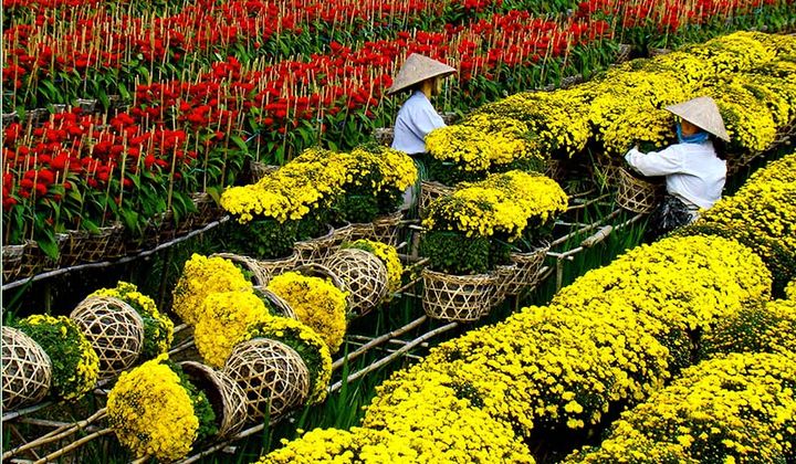 Đồng Tháp: Hướng đến Festival hoa Sa Đéc lần thứ II
