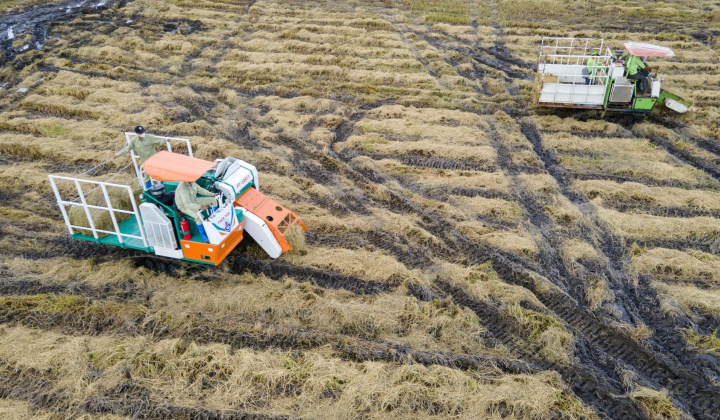 Biến rơm rạ thành 'vàng xanh': Công nghệ đột phá từ đồng ruộng