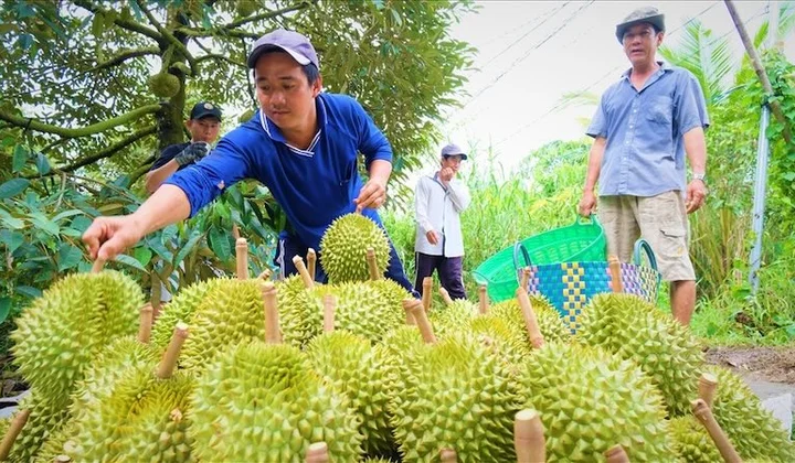 Cần Thơ: Triển khai nhiều nhiệm vụ thúc đẩy sản xuất và xuất khẩu sầu riêng bền vững