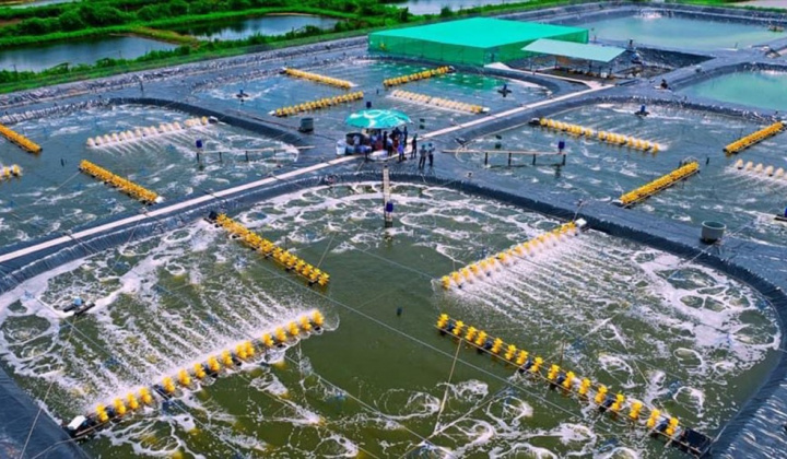 Bạc Liêu: Phát triển ngành tôm theo hướng bền vững, hiệu quả và hiện đại