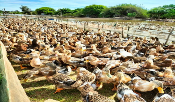 Thái Bình: Khen thưởng nông dân điển hình trong phong trào thi đua sản xuất, kinh doanh giỏi